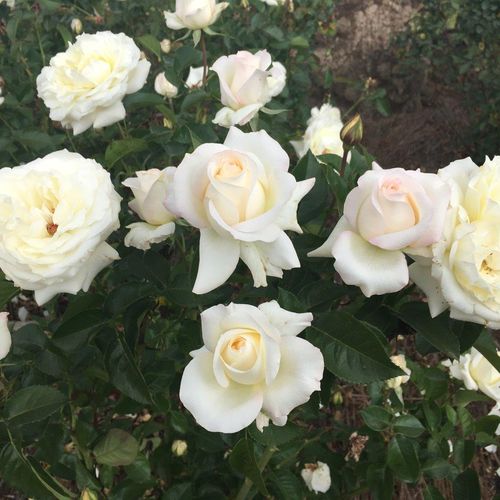 Gerrit De Ruiter - Rózsa - True Love® - Online rózsa vásárlás